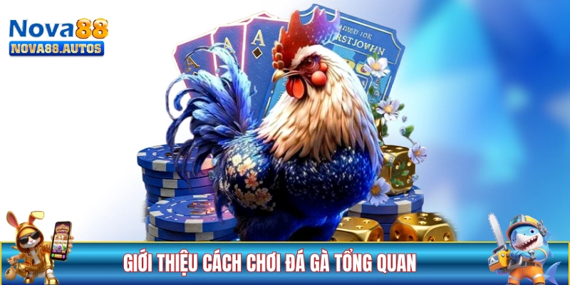 Giới thiệu cách chơi đá gà tổng quan cho “lính mới”