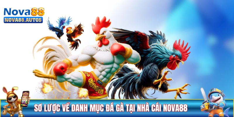 Sơ lược về danh mục đá gà tại nhà cái NOVA88
