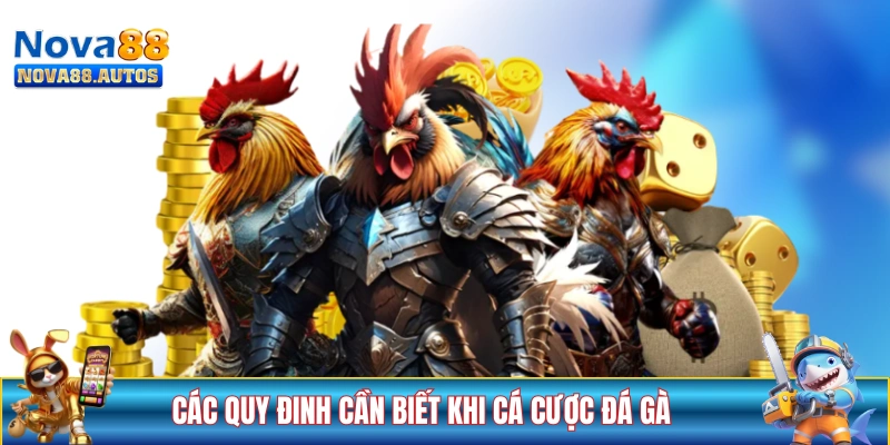 Các quy định cần biết khi cá cược đá gà