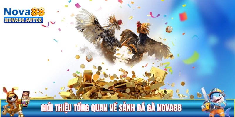Giới thiệu tổng quan về sảnh đá gà NOVA88